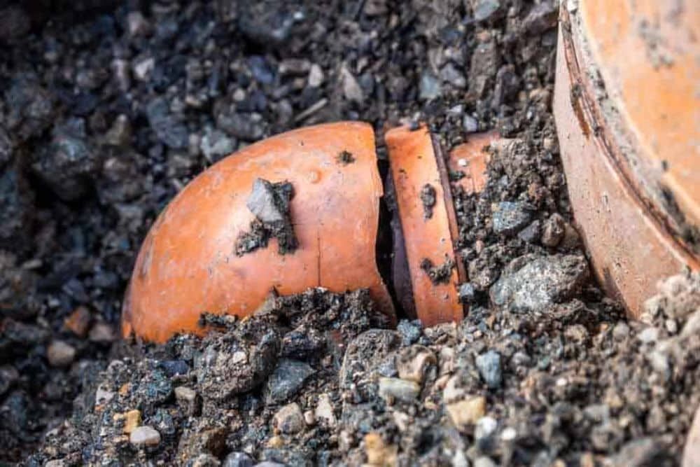 Tree Root Intrusion What It Is And What It Can Do To Your Sewer System