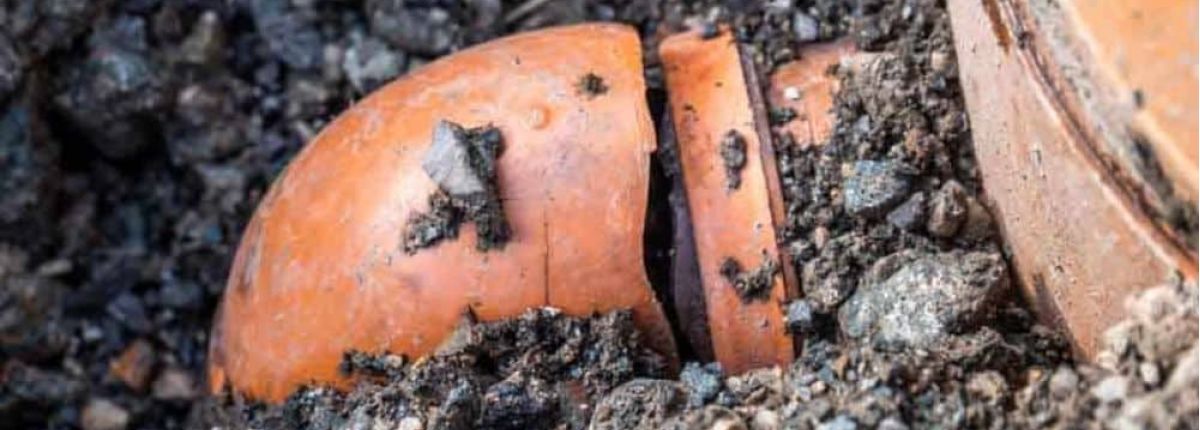 Tree Root Intrusion: What it is and What it Can Do to Your Sewer System